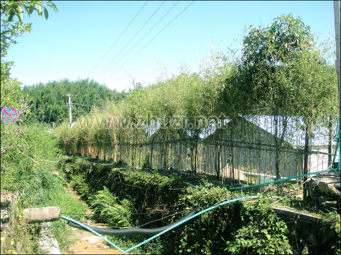 井岡山旅游發(fā)展總公司2012年從本公司購買的假植竹苗