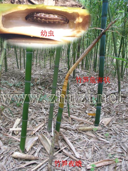 筍秀夜蛾（筍蛀蟲、竹筍夜蛾）